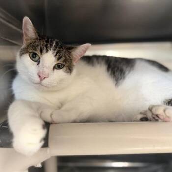 Bran -  Domestic Short Hair and Mixed Breed Cat for Adoption in Lakeland, Florida - Bran | PetCurious