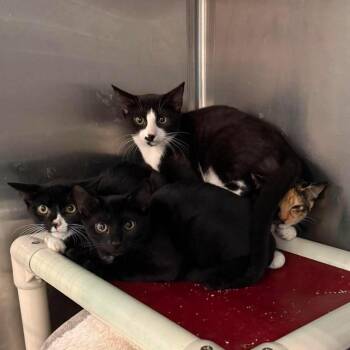 Sugar (F, Calico), Honey (M, Tux), Ice (M, Tux), & Tea (M, Black -  Domestic Short Hair Cat for Adoption in Bellmawr, New Jersey - Sugar (F, Calico), Honey (M, Tux), Ice (M, Tux), & Tea (M, Black | PetCurious