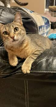 Domestic Short Hair Cats Available for Adoption in Mount Pleasant, Texas - FeFe | PetCurious
