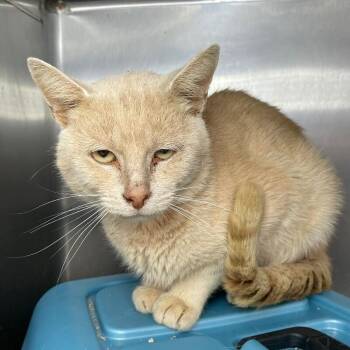 Toast -  Domestic Short Hair Cat for Adoption in Roanoke, Virginia - Toast | PetCurious
