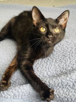 Domestic Short Hair Cats Available for Adoption in Salisbury, North Carolina - Baby Girl | PetCurious