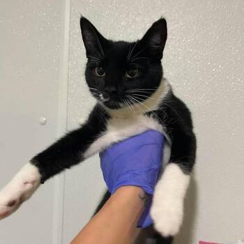Madam Mim -  Domestic Short Hair Cat for Adoption in Winthrop, Maine - Madam Mim | PetCurious