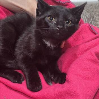 Martin -  Domestic Short Hair Cat for Adoption in Dickson, Tennessee - Martin | PetCurious