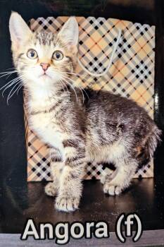 Angora -Preadoption ONLY -  Domestic Short Hair Cat for Adoption in Chilliwack, British Columbia - Angora -Preadoption ONLY | PetCurious