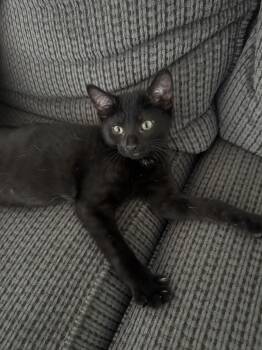 Banjo -  Domestic Short Hair Cat for Adoption in Bethel Park, Pennsylvania - Banjo | PetCurious