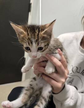 Domestic Short Hair Cats Available for Adoption in Dickson, Tennessee - Keebler | PetCurious