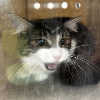 Captain -  Domestic Short Hair Cat for Adoption in Philadelphia, Pennsylvania - Captain | PetCurious