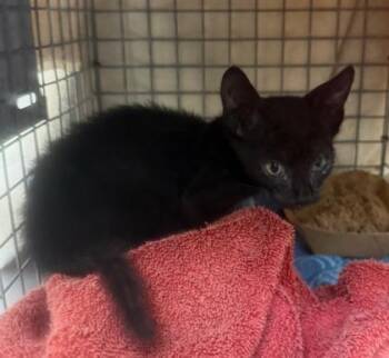 Waffle -  Domestic Short Hair Cat for Adoption in Honolulu, Hawaii - Waffle | PetCurious