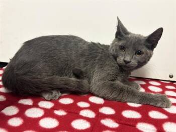 ZAZU -  Domestic Short Hair Cat for Adoption in Sacramento, California - ZAZU | PetCurious