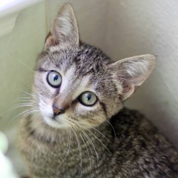 Rescue Domestic Short Hair Cats for Adoption in Austin, Texas - Nail Tech 29 | PetCurious