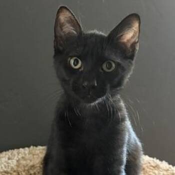 Ziggy -  Domestic Short Hair Cat for Adoption in Fresno, California - Ziggy | PetCurious