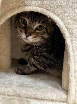Tyson 2 -  Tabby Cat for Adoption in Burnaby, British Columbia - Tyson 2 | PetCurious