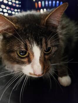 Domestic Medium Hair Cats Available for Adoption in Allen, Texas - Oakley | PetCurious