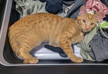 Lucille -  Domestic Short Hair and Tabby Cat for Adoption in Pompano Beach, Florida - Lucille | PetCurious