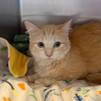Leafa -  Domestic Medium Hair Cat for Adoption in Port Angeles, Washington - Leafa | PetCurious