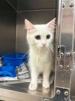 CHURRO -  Domestic Long Hair Cat for Adoption in Belleville, Illinois - CHURRO | PetCurious