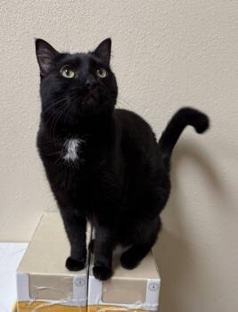 Rescue Domestic Medium Hair Cats for Adoption in Chandler, Arizona - Nova Juno Casper | PetCurious