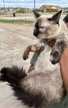 Siamese and Domestic Short Hair Cats Available for Adoption - Pie-Mae | PetCurious