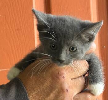 Domestic Short Hair Cats Available for Adoption in Huntington Beach, California - Beth  | PetCurious
