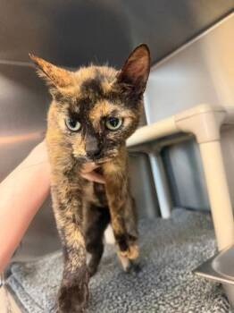Mavis -  Domestic Short Hair Cat for Adoption in Fremont, Michigan - Mavis | PetCurious