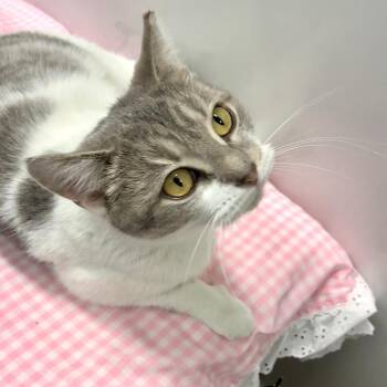 Domestic Short Hair Cats Available for Adoption - Gracie Mae | PetCurious