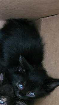 FELIPE -  Domestic Medium Hair Cat for Adoption in Dallas, Texas - FELIPE | PetCurious