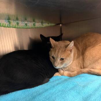 Domestic Short Hair Cats Available for Adoption in Buffalo, New York - Scratchy | PetCurious