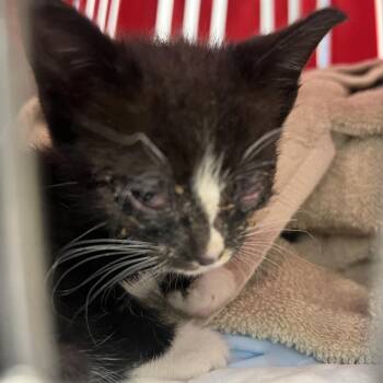Domestic Short Hair Cats Available for Adoption in West Palm Beach, Florida - Ozzy | PetCurious