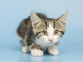 LUCINDA -  Domestic Short Hair Cat for Adoption in Phoenix, Arizona - LUCINDA | PetCurious