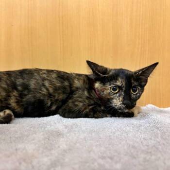 Yertle -  Domestic Short Hair Cat for Adoption in Brentwood, Missouri - Yertle | PetCurious
