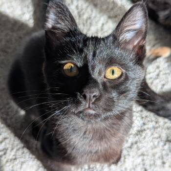 Rescue Domestic Short Hair Cats for Adoption in Aspinwall, Pennsylvania - Tito | PetCurious