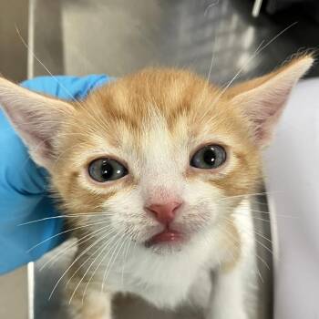 Oliver -  Domestic Short Hair Cat for Adoption in Las Cruces, New Mexico - Oliver | PetCurious