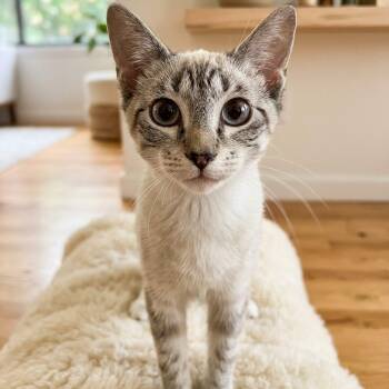 Roxy 6117 -  Siamese Cat for Adoption in Boca Raton, Florida - Roxy 6117 | PetCurious