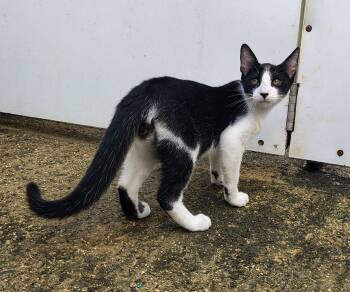 Oreo -  Domestic Short Hair Cat Available for Adoption in Franklin, Massachusetts - Oreo | PetCurious