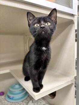 Rescue Domestic Short Hair Cats for Adoption in Gloucester, Massachusetts - Jolteon | PetCurious