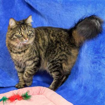 Jack -  Domestic Long Hair Cat for Adoption in Versailles, Kentucky - Jack | PetCurious