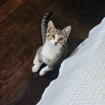 Rescue Domestic Short Hair Cats for Adoption in Midland, Texas - Stella Rose | PetCurious