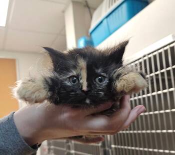 Domestic Long Hair Cats Available for Adoption in Sterling Heights, Michigan - Starla & Mordecai & Rigby | PetCurious