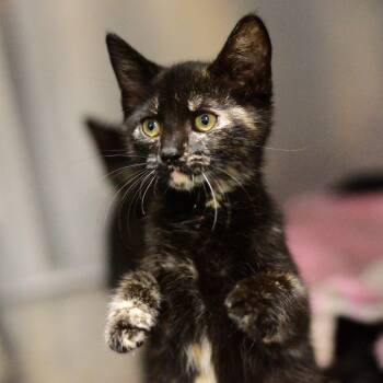 Square -  Domestic Short Hair Cat for Adoption in Idaho Falls, Idaho - Square | PetCurious