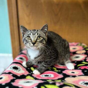 Whist -  Domestic Short Hair Cat for Adoption in Fargo, North Dakota - Whist | PetCurious