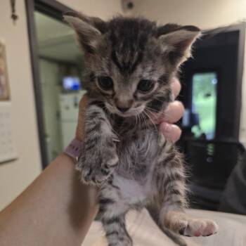 Dorito -  Domestic Short Hair Cat for Adoption in Columbia, Missouri - Dorito | PetCurious