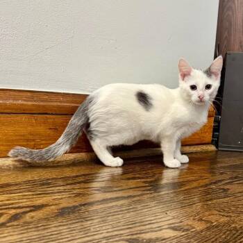Nova -  Domestic Short Hair Cat for Adoption in Chicago, Illinois - Nova | PetCurious