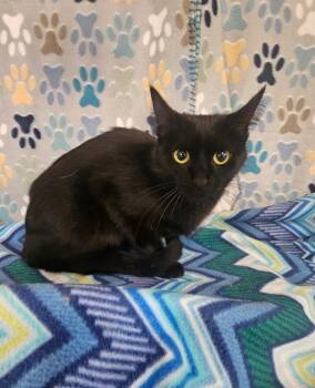 Domestic Short Hair Cats Available for Adoption in Wabash, Indiana - Macy | PetCurious