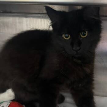 Kylie -  Domestic Medium Hair Cat for Adoption in Fort Bragg, California - Kylie | PetCurious