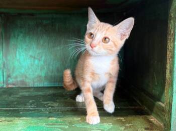 Kitty Purry -  Domestic Short Hair Cat for Adoption in San Antonio, Texas - Kitty Purry | PetCurious