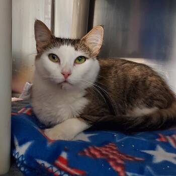 Ivy -  Domestic Medium Hair Cat Available for Adoption in Walker, Michigan - Ivy | PetCurious