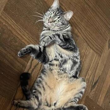 Rescue Domestic Short Hair Cats for Adoption in New York, New York - Diego & Botticelli | PetCurious