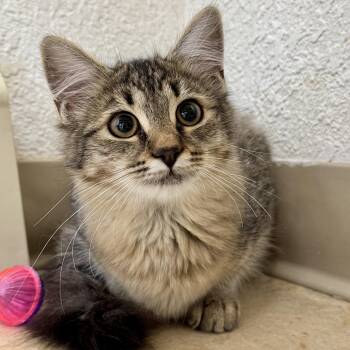Mittens -  Domestic Medium Hair Cat for Adoption in Winchendon, Massachusetts - Mittens | PetCurious