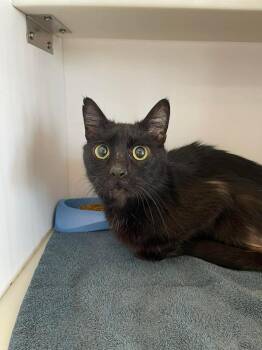 Domestic Short Hair Cats Available for Adoption - Jim | PetCurious