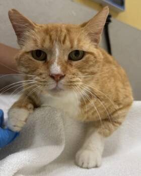 Domestic Short Hair Cats Available for Adoption in Honolulu, Hawaii - Mama Cat | PetCurious